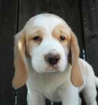 Quincy and Annie red boy 9wk front